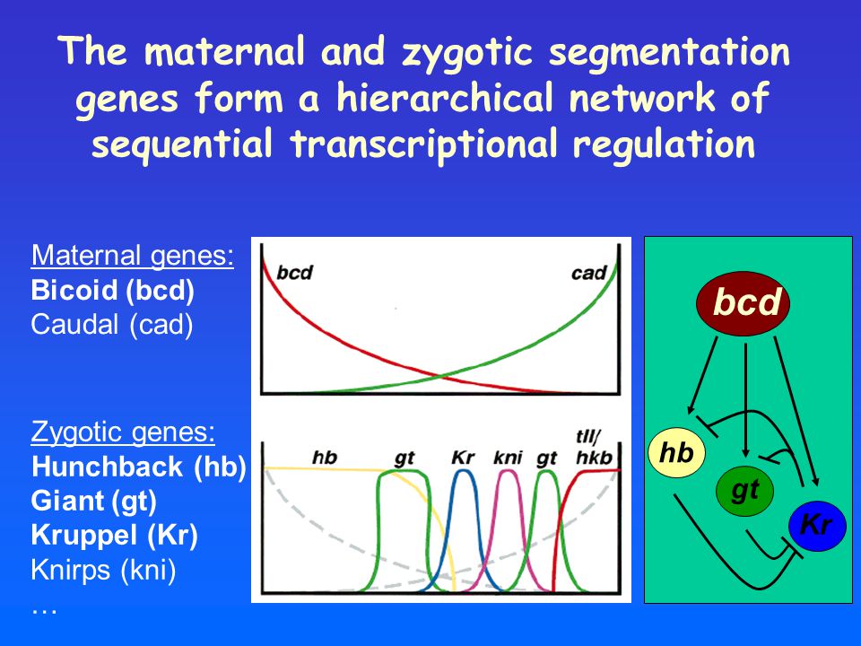 The maternal and zygotic segmentation genes form a hierarchical network of sequential transcriptional regulation Maternal genes: Bicoid (bcd) Caudal (cad) Zygotic genes: Hunchback (hb) Giant (gt) Kruppel (Kr) Knirps (kni) … hb gt Kr bcd
