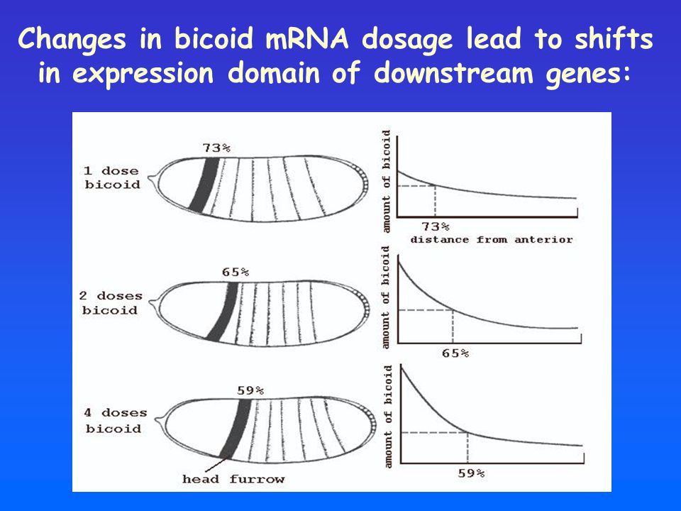 Changes in bicoid mRNA dosage lead to shifts in expression domain of downstream genes: