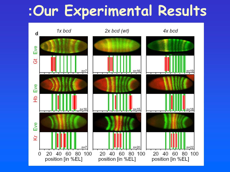 Our Experimental Results:
