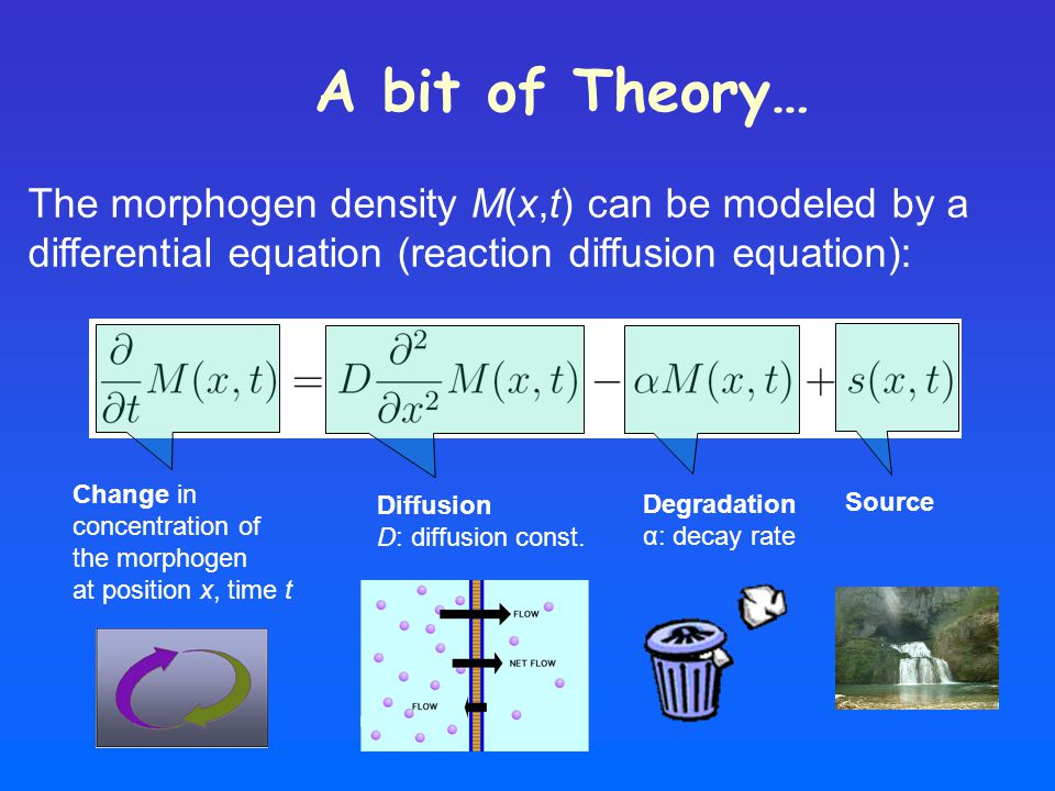A bit of Theory… The morphogen density M(x,t) can be modeled by a differential equation (reaction diffusion equation): Change in concentration of the morphogen at position x, time t SourceDegradation α: decay rate Diffusion D: diffusion const.