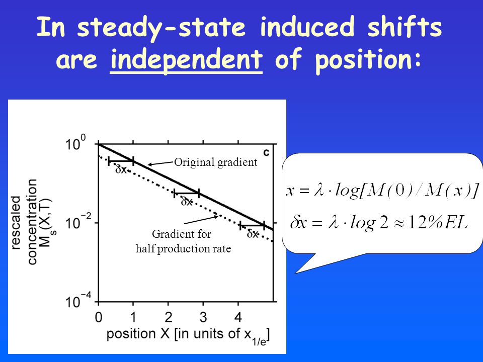 In steady-state induced shifts are independent of position: Original gradient Gradient for half production rate