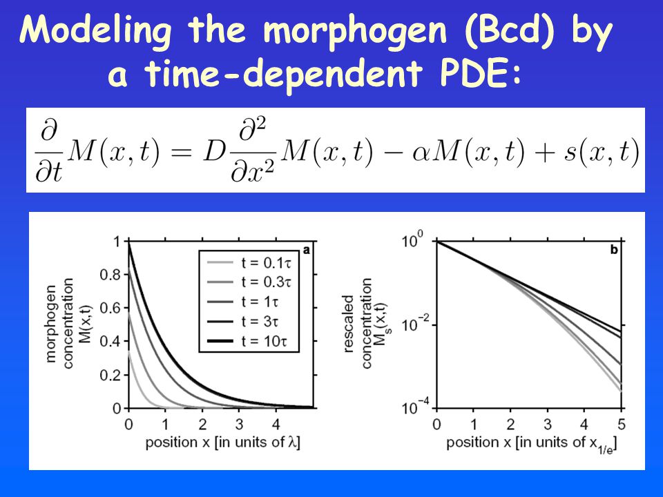 Modeling the morphogen (Bcd) by a time-dependent PDE: