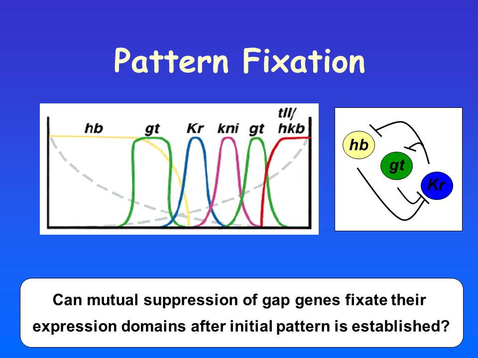 Pattern Fixation hb gt Kr Can mutual suppression of gap genes fixate their expression domains after initial pattern is established