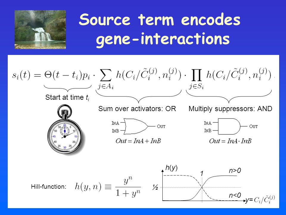 Source term encodes gene-interactions Hill-function: y= h(y)h(y) n>0 n<0 1 ½ Start at time t i Multiply suppressors: ANDSum over activators: OR