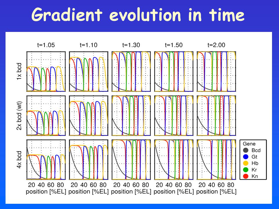 Gradient evolution in time