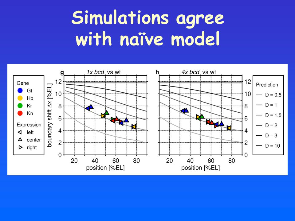 Simulations agree with naïve model
