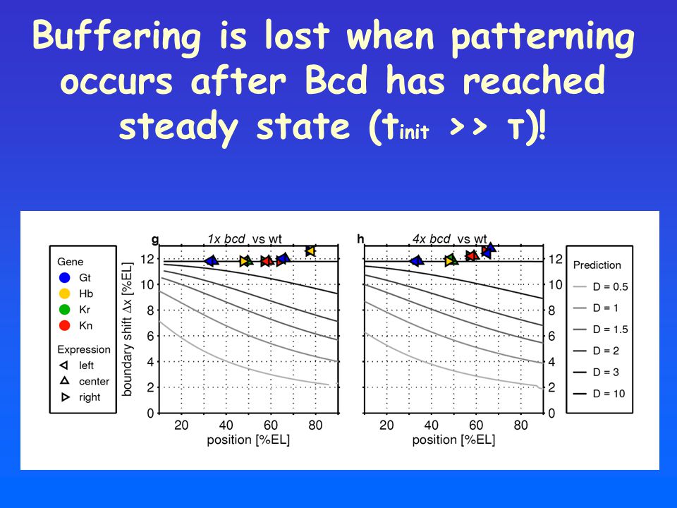 Buffering is lost when patterning occurs after Bcd has reached steady state (t init >> τ)!