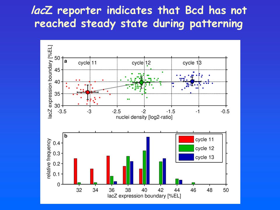 lacZ reporter indicates that Bcd has not reached steady state during patterning