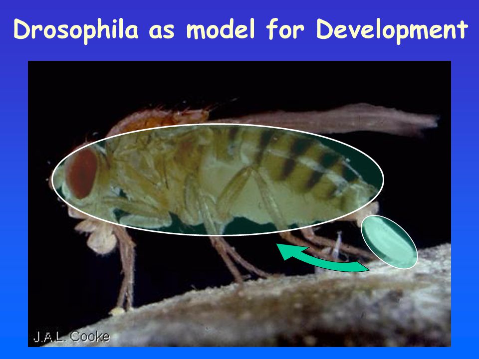 Drosophila as model for Development