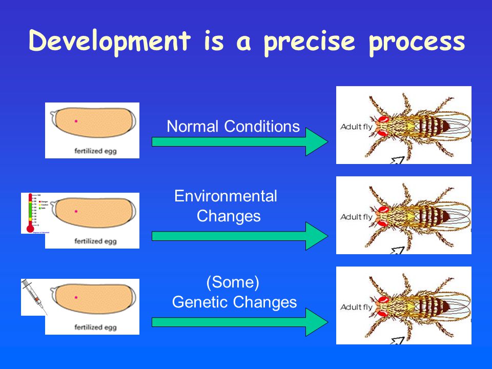 Development is a precise process Normal Conditions Environmental Changes (Some) Genetic Changes