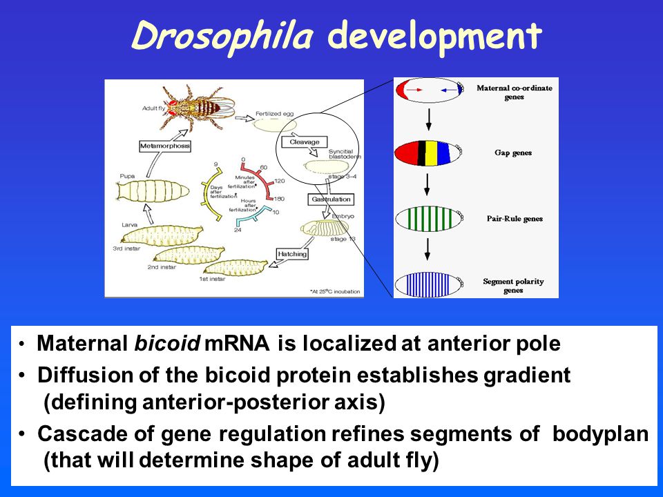 Drosophila development Maternal bicoid mRNA is localized at anterior pole Diffusion of the bicoid protein establishes gradient (defining anterior-posterior axis) Cascade of gene regulation refines segments of bodyplan (that will determine shape of adult fly)