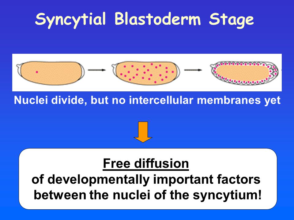 Syncytial Blastoderm Stage Nuclei divide, but no intercellular membranes yet Free diffusion of developmentally important factors between the nuclei of the syncytium!