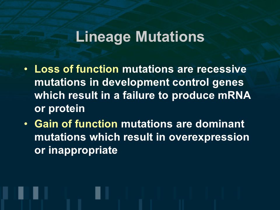 Lineage Mutations Loss of function mutations are recessive mutations in development control genes which result in a failure to produce mRNA or protein Gain of function mutations are dominant mutations which result in overexpression or inappropriate