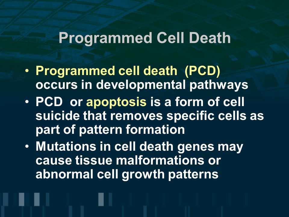 Programmed Cell Death Programmed cell death (PCD) occurs in developmental pathways PCD or apoptosis is a form of cell suicide that removes specific cells as part of pattern formation Mutations in cell death genes may cause tissue malformations or abnormal cell growth patterns