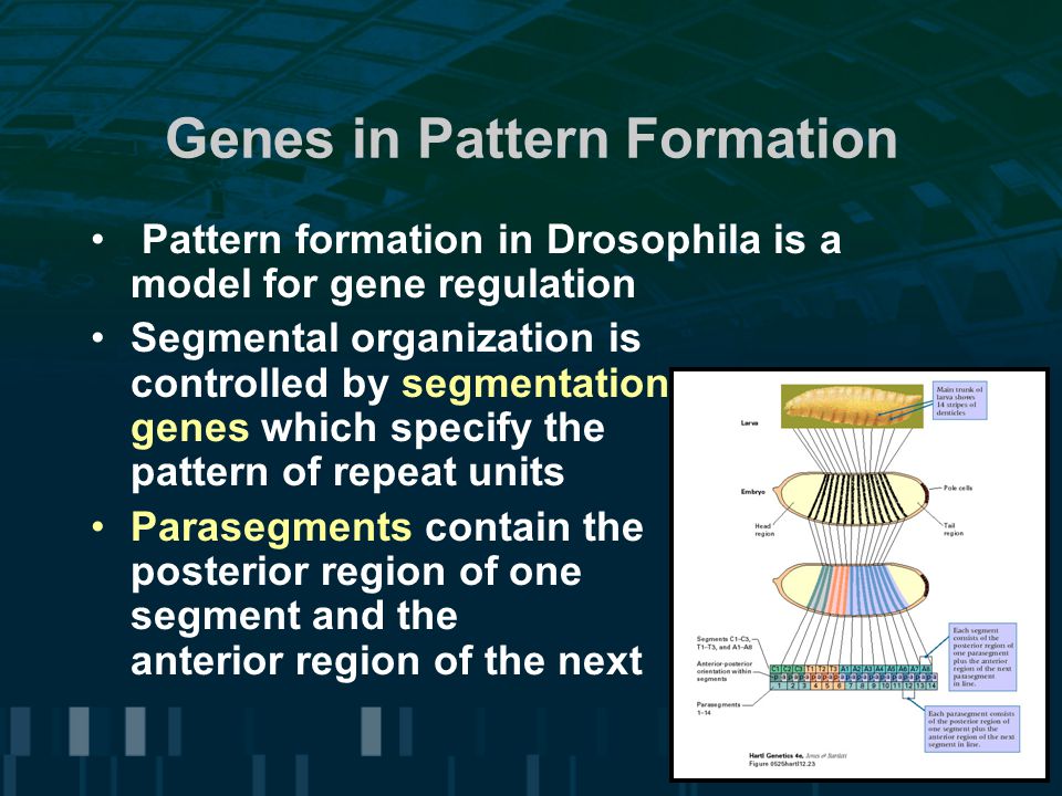 Genes in Pattern Formation Pattern formation in Drosophila is a model for gene regulation Segmental organization is controlled by segmentation genes which specify the pattern of repeat units Parasegments contain the posterior region of one segment and the anterior region of the next