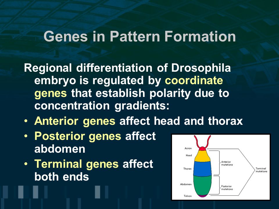 Genes in Pattern Formation Regional differentiation of Drosophila embryo is regulated by coordinate genes that establish polarity due to concentration gradients: Anterior genes affect head and thorax Posterior genes affect abdomen Terminal genes affect both ends
