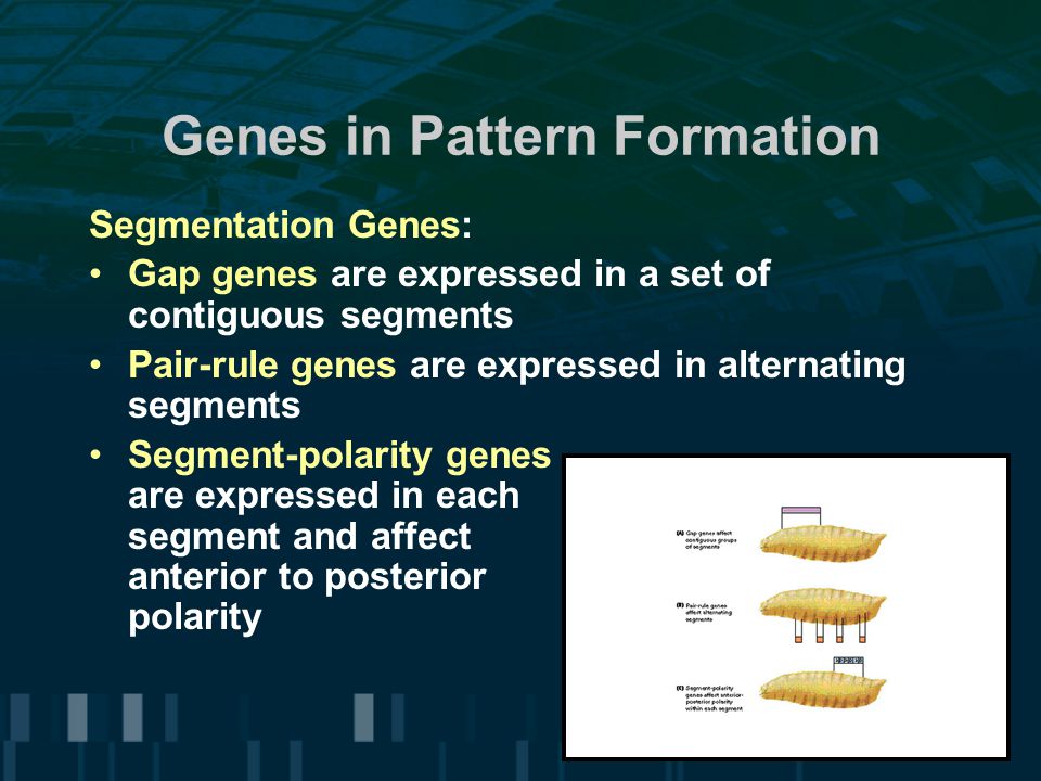 Genes in Pattern Formation Segmentation Genes: Gap genes are expressed in a set of contiguous segments Pair-rule genes are expressed in alternating segments Segment-polarity genes are expressed in each segment and affect anterior to posterior polarity