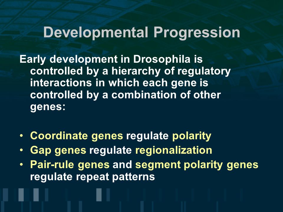 Developmental Progression Early development in Drosophila is controlled by a hierarchy of regulatory interactions in which each gene is controlled by a combination of other genes: Coordinate genes regulate polarity Gap genes regulate regionalization Pair-rule genes and segment polarity genes regulate repeat patterns