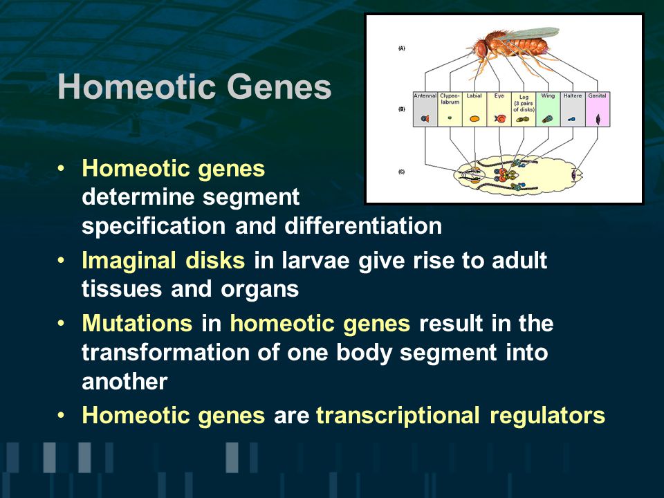Homeotic Genes Homeotic genes determine segment specification and differentiation Imaginal disks in larvae give rise to adult tissues and organs Mutations in homeotic genes result in the transformation of one body segment into another Homeotic genes are transcriptional regulators