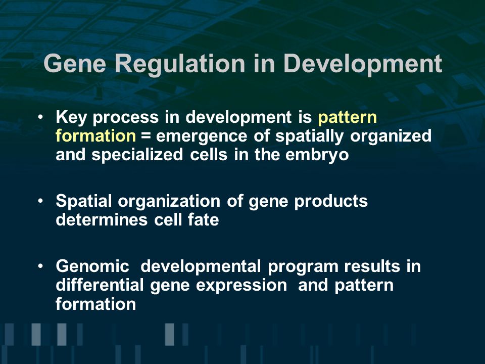 Gene Regulation in Development Key process in development is pattern formation = emergence of spatially organized and specialized cells in the embryo Spatial organization of gene products determines cell fate Genomic developmental program results in differential gene expression and pattern formation