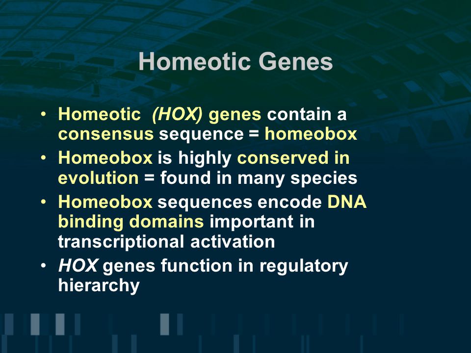 Homeotic Genes Homeotic (HOX) genes contain a consensus sequence = homeobox Homeobox is highly conserved in evolution = found in many species Homeobox sequences encode DNA binding domains important in transcriptional activation HOX genes function in regulatory hierarchy