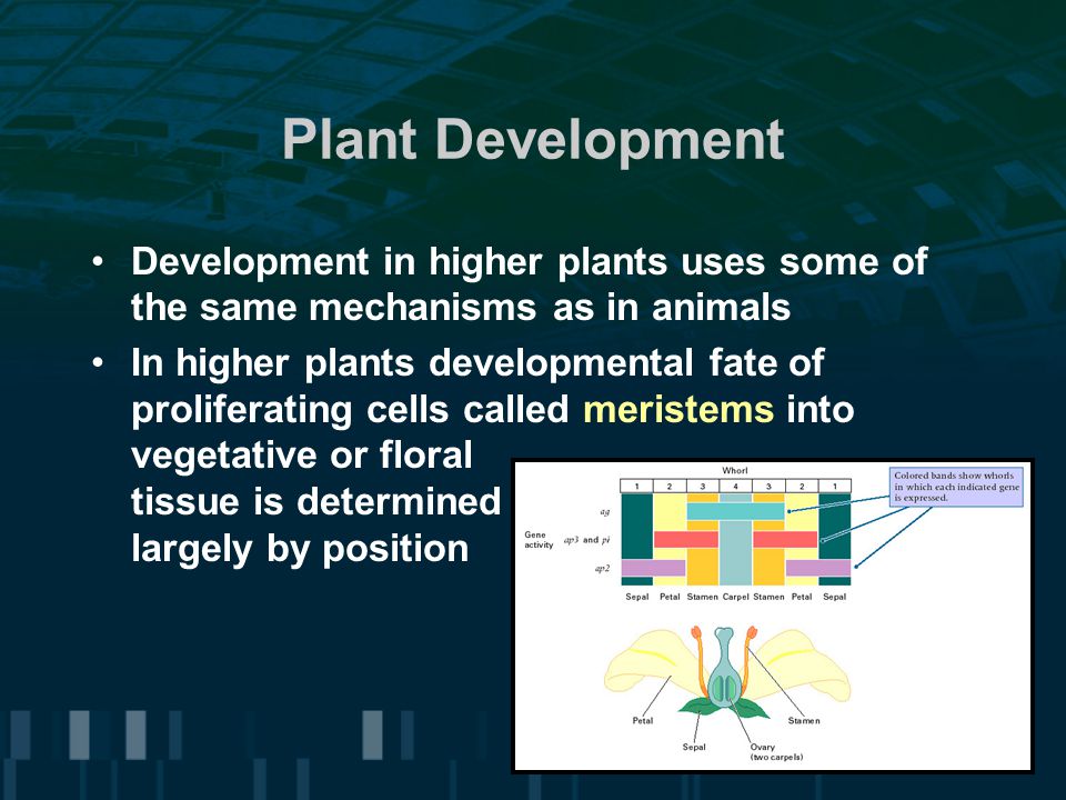 Plant Development Development in higher plants uses some of the same mechanisms as in animals In higher plants developmental fate of proliferating cells called meristems into vegetative or floral tissue is determined largely by position