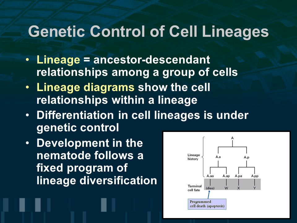 Genetic Control of Cell Lineages Lineage = ancestor-descendant relationships among a group of cells Lineage diagrams show the cell relationships within a lineage Differentiation in cell lineages is under genetic control Development in the nematode follows a fixed program of lineage diversification