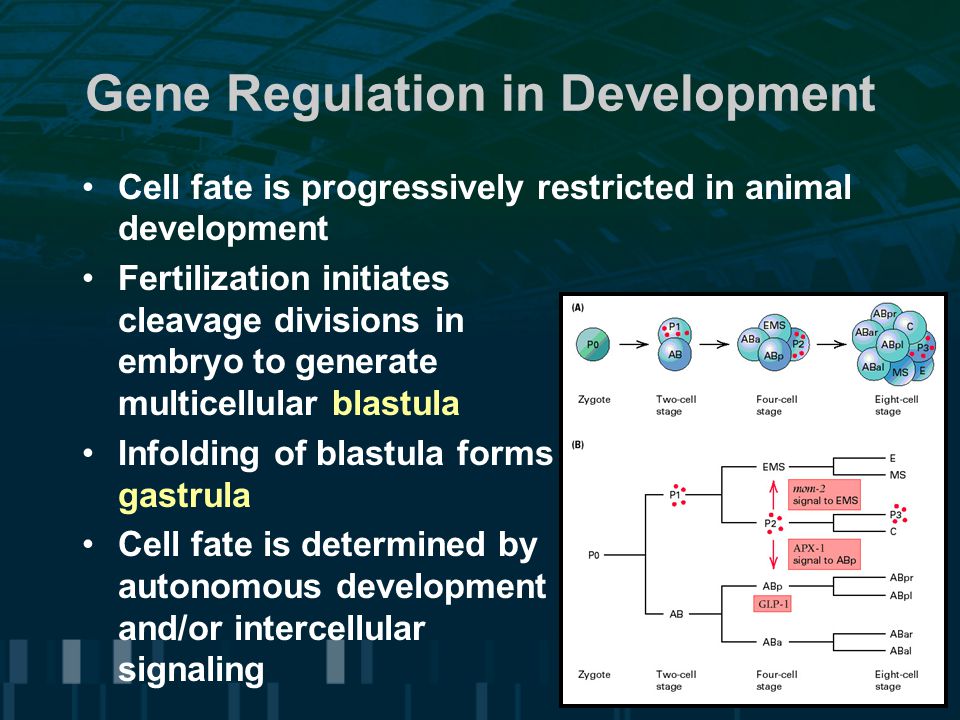 Gene Regulation in Development Cell fate is progressively restricted in animal development Fertilization initiates cleavage divisions in embryo to generate multicellular blastula Infolding of blastula forms gastrula Cell fate is determined by autonomous development and/or intercellular signaling