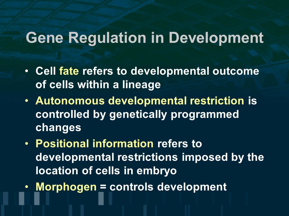 Gene Regulation in Development Cell fate refers to developmental outcome of cells within a lineage Autonomous developmental restriction is controlled by genetically programmed changes Positional information refers to developmental restrictions imposed by the location of cells in embryo Morphogen = controls development