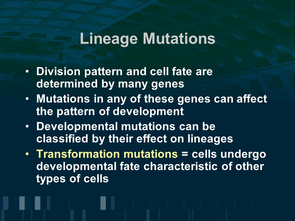 Lineage Mutations Division pattern and cell fate are determined by many genes Mutations in any of these genes can affect the pattern of development Developmental mutations can be classified by their effect on lineages Transformation mutations = cells undergo developmental fate characteristic of other types of cells