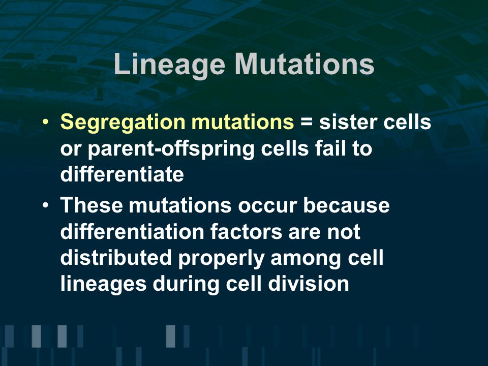 Lineage Mutations Segregation mutations = sister cells or parent-offspring cells fail to differentiate These mutations occur because differentiation factors are not distributed properly among cell lineages during cell division
