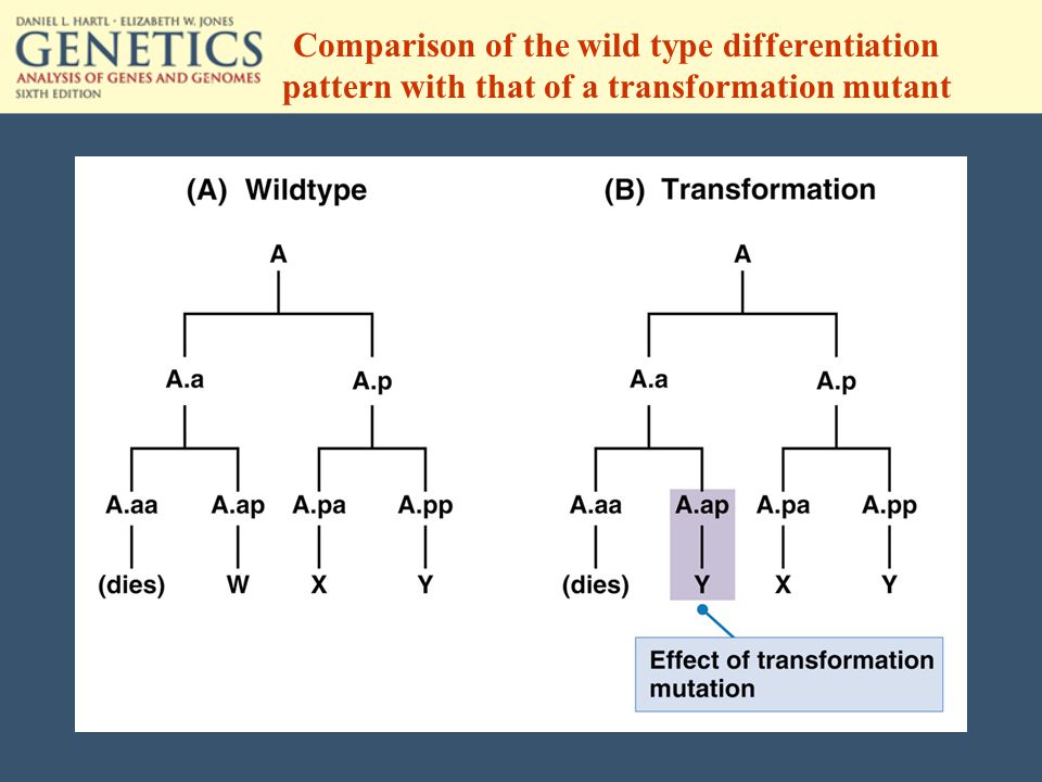 Comparison of the wild type differentiation pattern with that of a transformation mutant