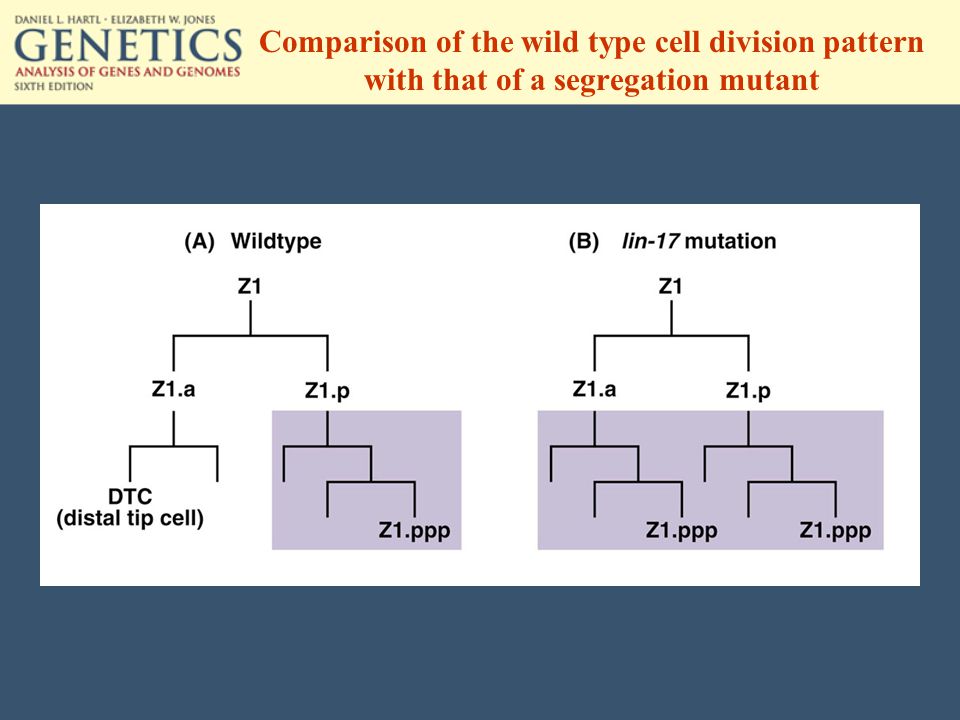 Comparison of the wild type cell division pattern with that of a segregation mutant