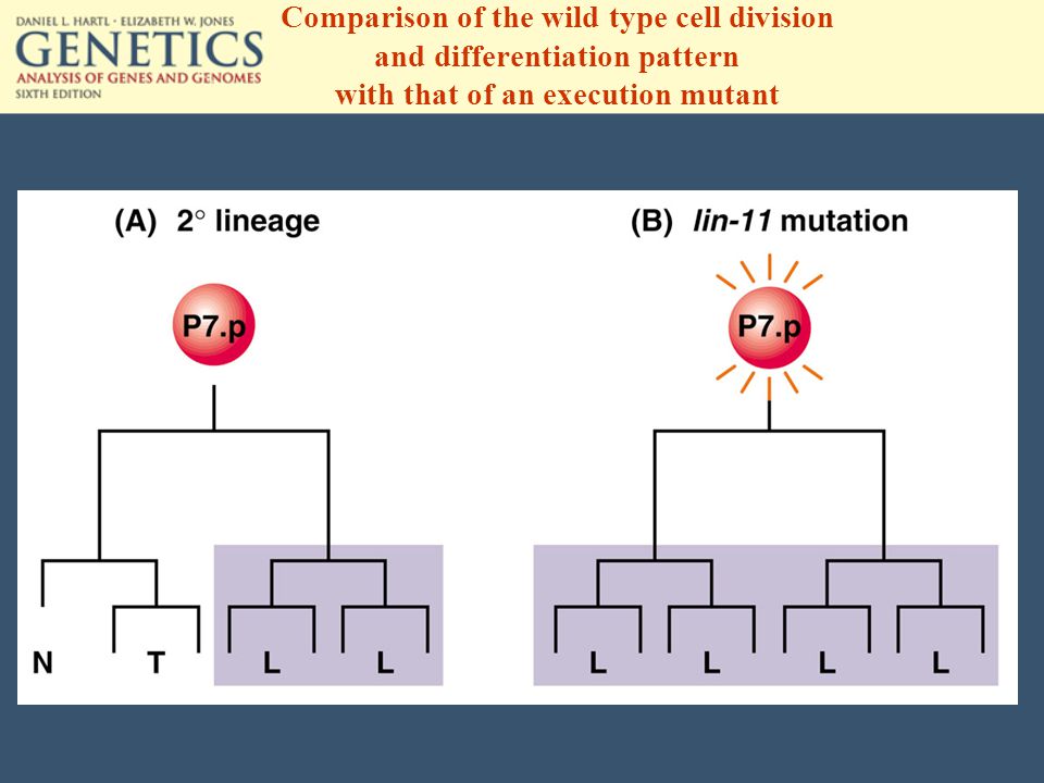 Comparison of the wild type cell division and differentiation pattern with that of an execution mutant
