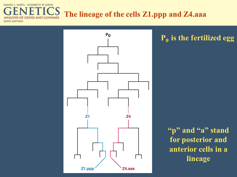 The lineage of the cells Z1.ppp and Z4.aaa P 0 is the fertilized egg p and a stand for posterior and anterior cells in a lineage