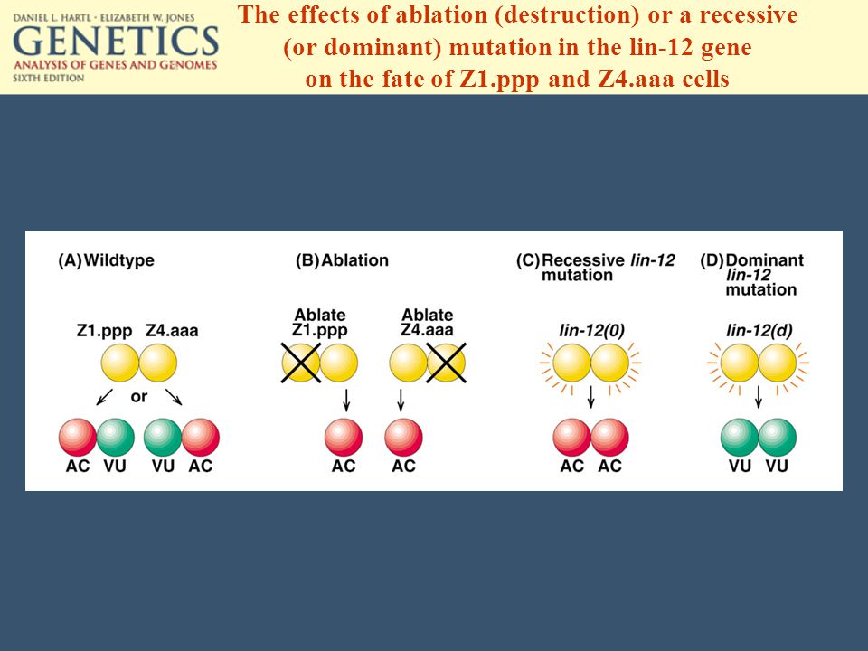 The effects of ablation (destruction) or a recessive (or dominant) mutation in the lin-12 gene on the fate of Z1.ppp and Z4.aaa cells