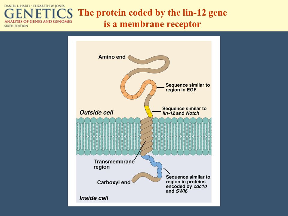 The protein coded by the lin-12 gene is a membrane receptor