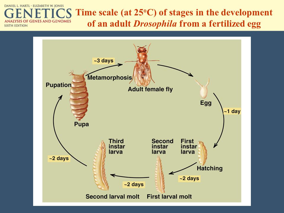 Time scale (at 25 o C) of stages in the development of an adult Drosophila from a fertilized egg