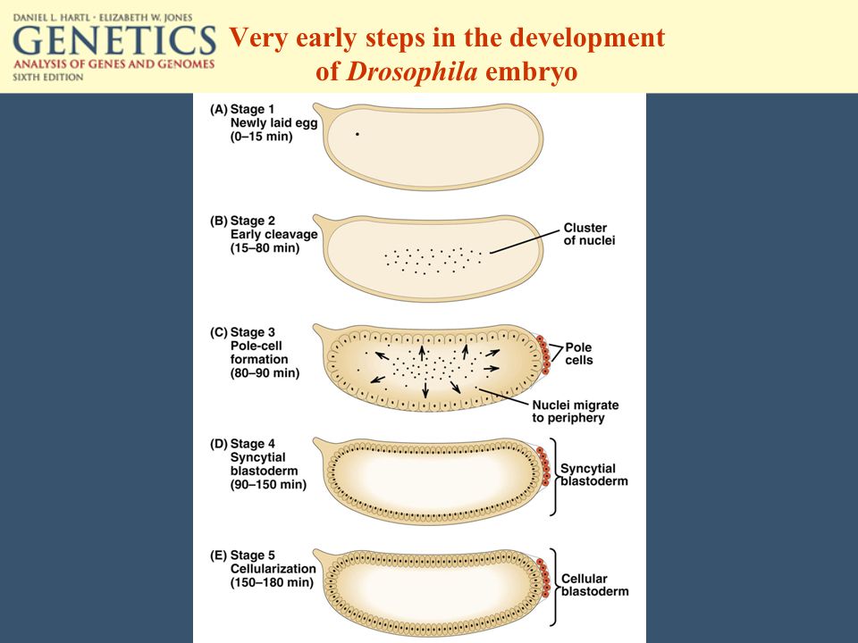 Very early steps in the development of Drosophila embryo