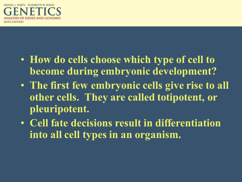 How do cells choose which type of cell to become during embryonic development.
