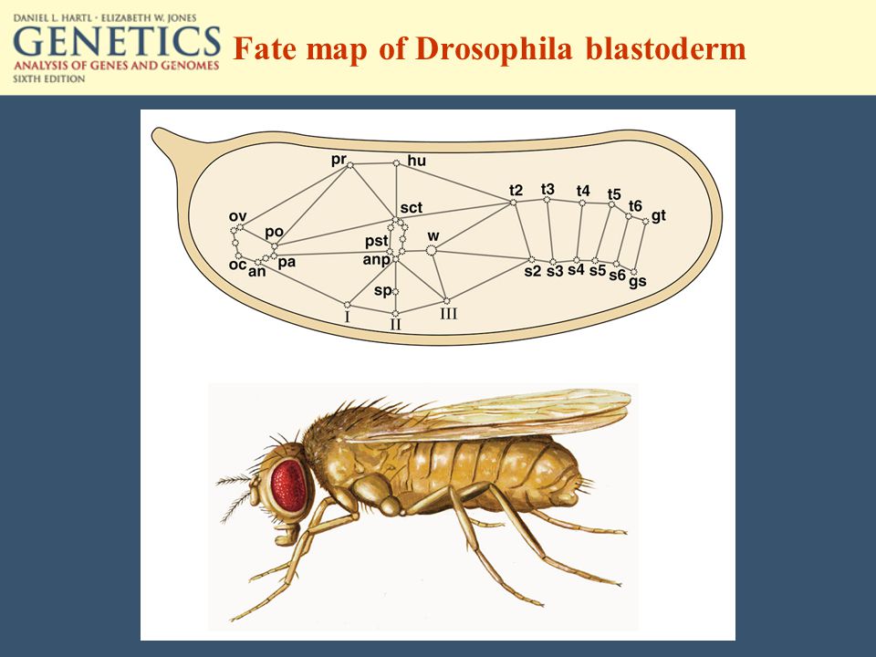 Fate map of Drosophila blastoderm