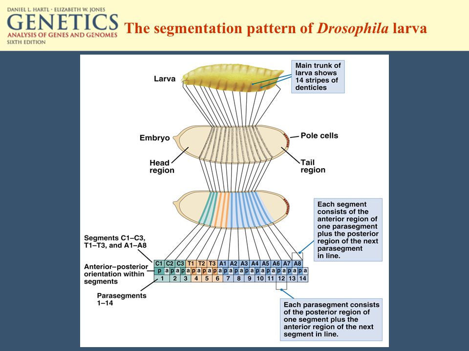 The segmentation pattern of Drosophila larva