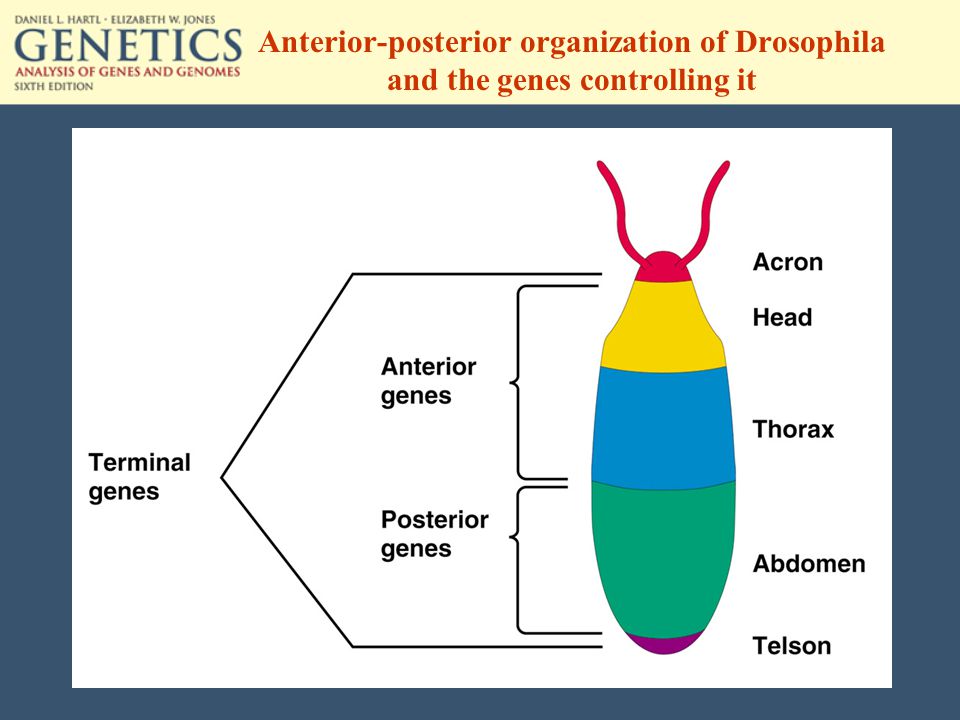 Anterior-posterior organization of Drosophila and the genes controlling it