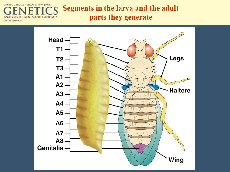 Segments in the larva and the adult parts they generate