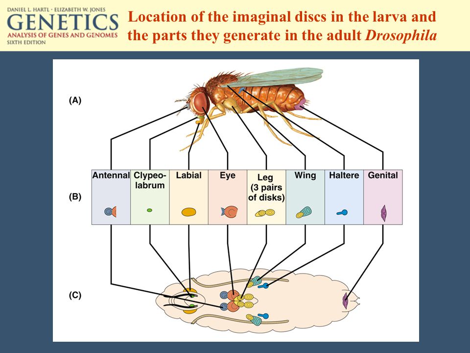 Location of the imaginal discs in the larva and the parts they generate in the adult Drosophila