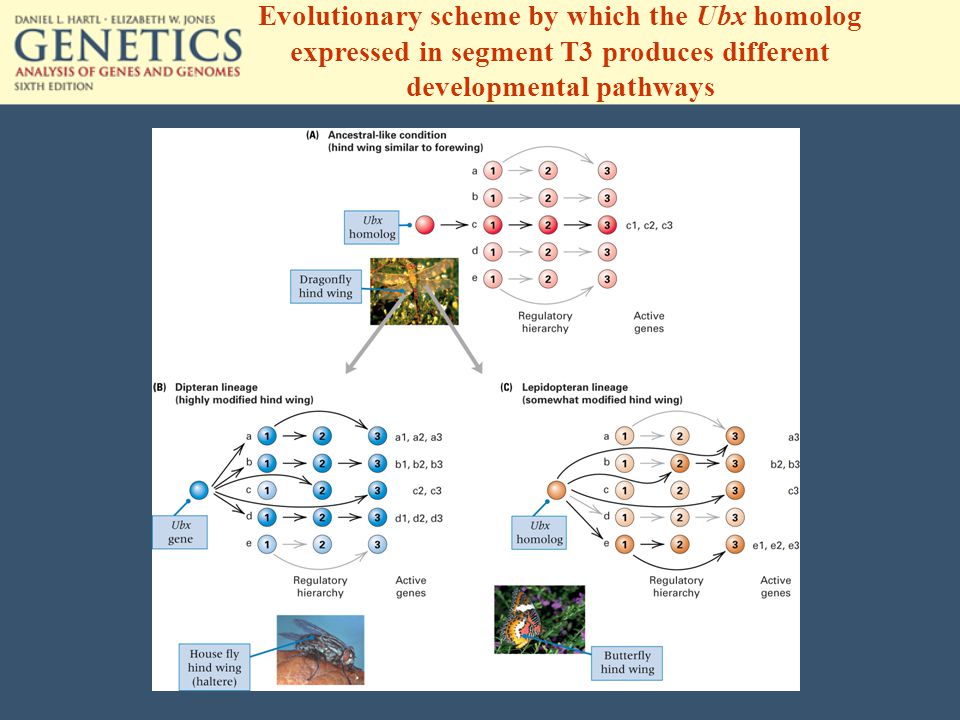 Evolutionary scheme by which the Ubx homolog expressed in segment T3 produces different developmental pathways