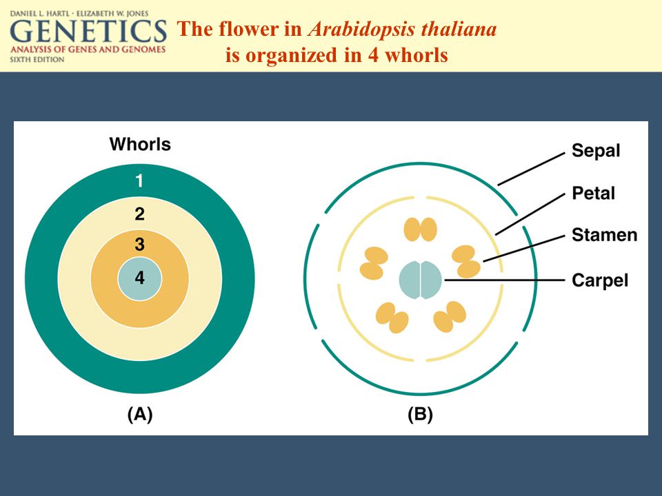 The flower in Arabidopsis thaliana is organized in 4 whorls