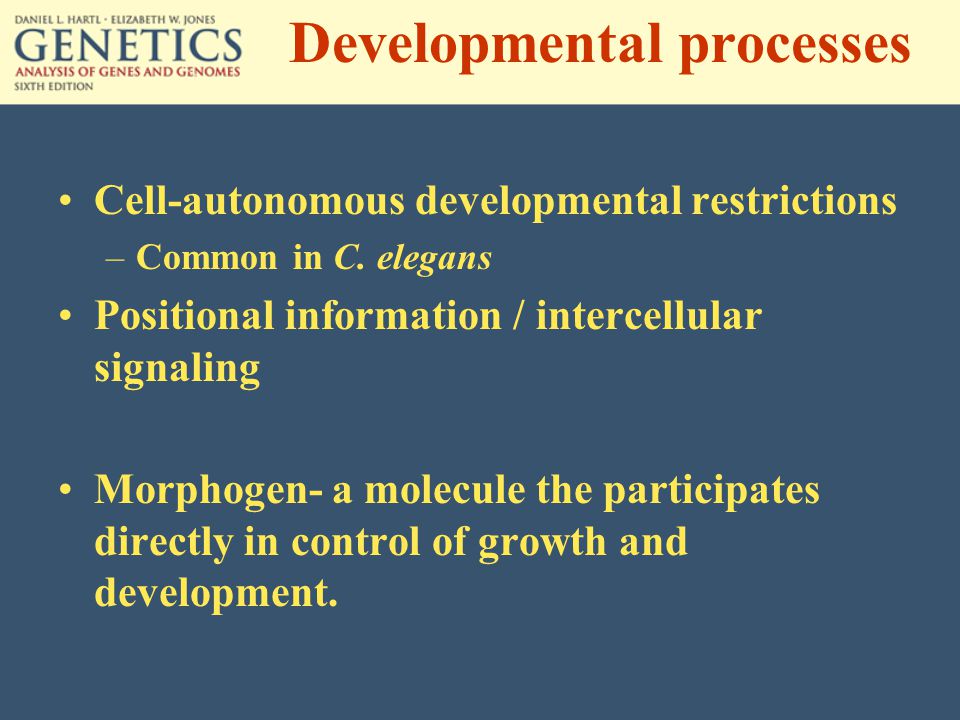 Developmental processes Cell-autonomous developmental restrictions –Common in C.