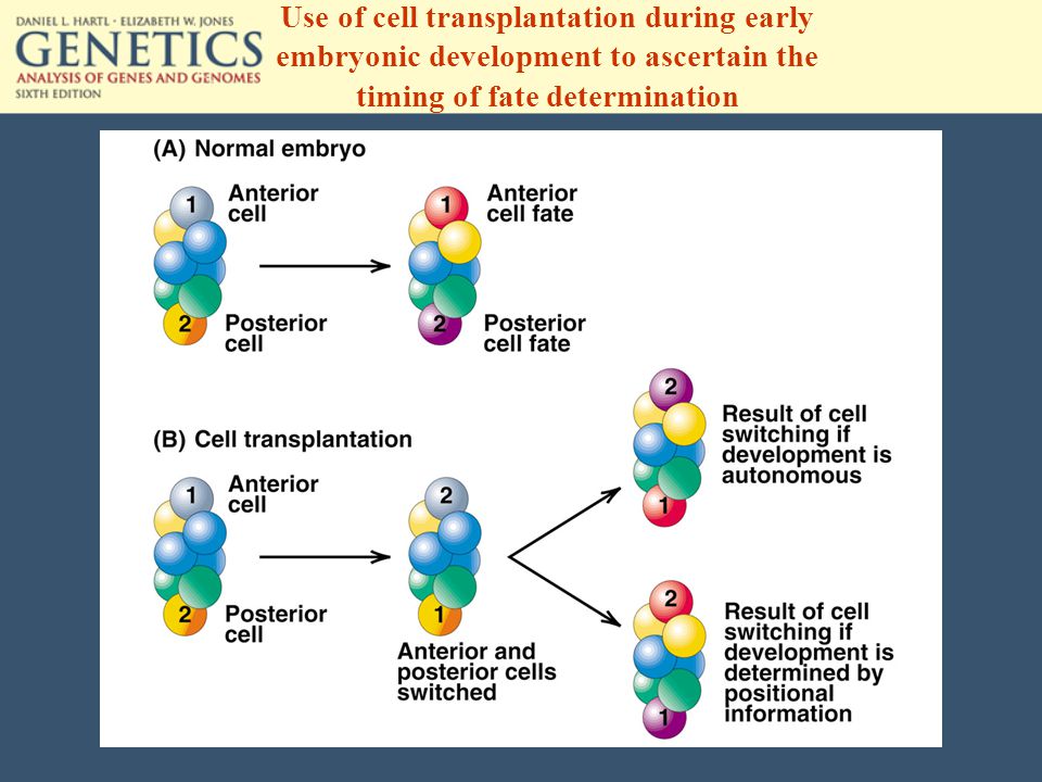 Use of cell transplantation during early embryonic development to ascertain the timing of fate determination