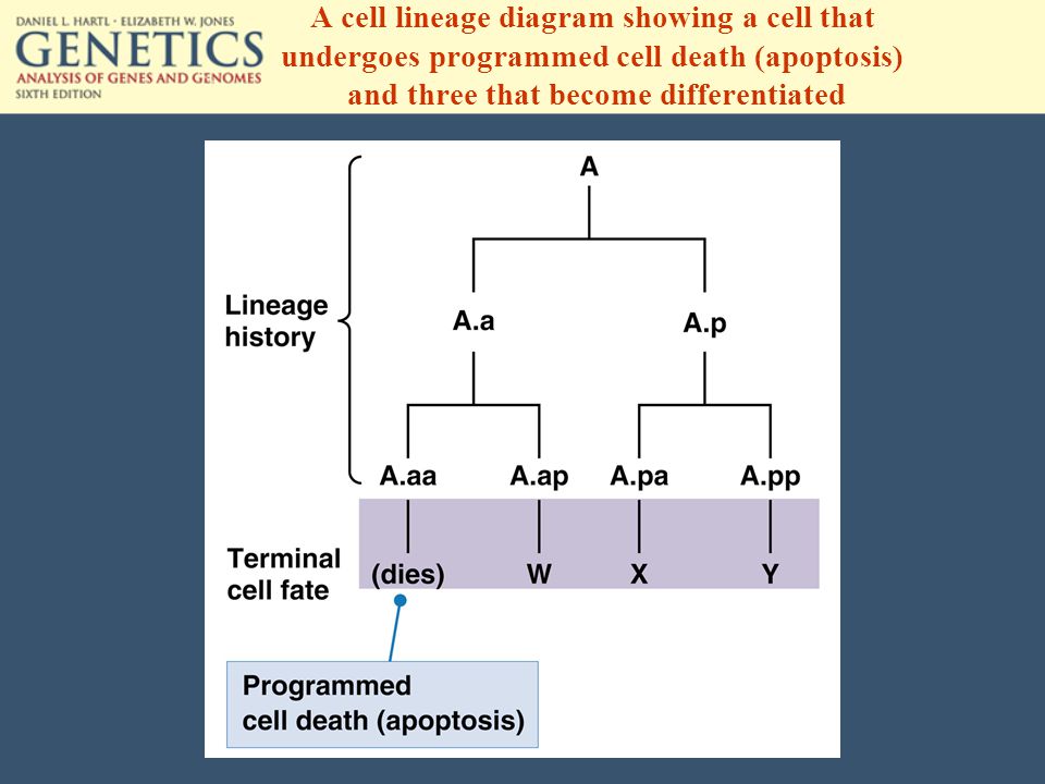 A cell lineage diagram showing a cell that undergoes programmed cell death (apoptosis) and three that become differentiated